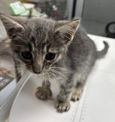 Shelter Stray Male Cat last seen Near Patterson Dr. Gainesville, GA 30501, Other - Out of County, GA, 3280 Chamblee Dunwoody Rd, Chamblee, GA 30341, USA