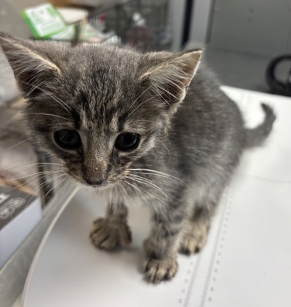 Shelter Stray Male Cat last seen Near Patterson Dr. Gainesville, GA 30501, Other - Out of County, GA, 3280 Chamblee Dunwoody Rd, Chamblee, GA 30341, USA