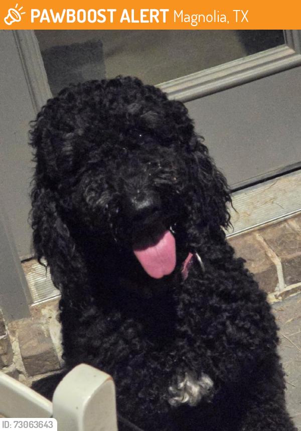 Found/Stray Unknown Dog last seen FM 1774 & FM 1486, Magnolia, TX 77355