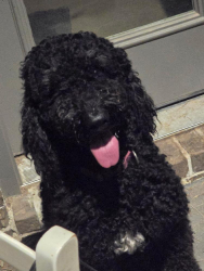 Found/Stray Unknown Dog last seen FM 1774 & FM 1486, Magnolia, TX 77355