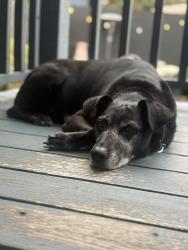Reunited Female Dog last seen Appleton and Mission, San Francisco, CA 94110