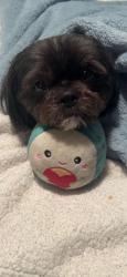 Reunited Male Dog last seen Near Abbotsford Ave, West Hartford, CT 06110