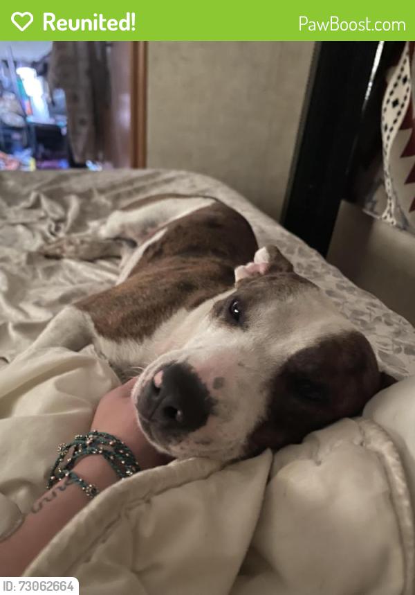 Reunited Male Dog last seen Escaped from the yard due to fire works , Crystal River, FL 34428