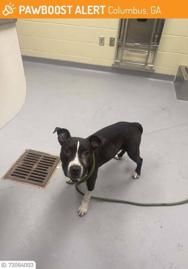 Found/Stray Female Dog last seen Gazebo Way, Columbus, GA 31903