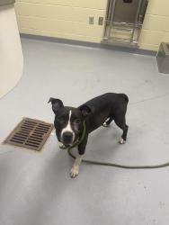 Found/Stray Female Dog last seen Gazebo Way, Columbus, GA 31903