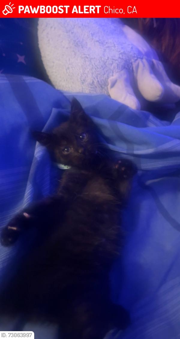 Lost Male Cat last seen Rio Lindo, Chico, CA 95926
