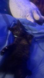Lost Male Cat last seen Rio Lindo, Chico, CA 95926