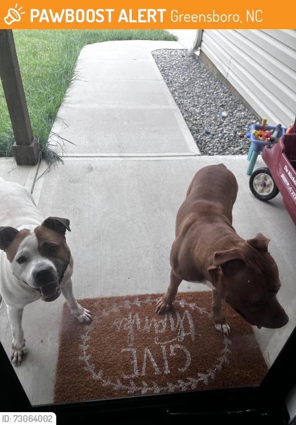 Found/Stray Unknown Dog last seen Summit Ave & Candlenut Rd, Greensboro, NC 27405
