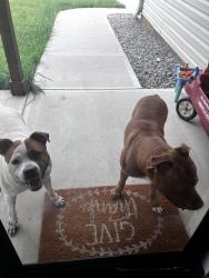 Found/Stray Unknown Dog last seen Summit Ave & Candlenut Rd, Greensboro, NC 27405