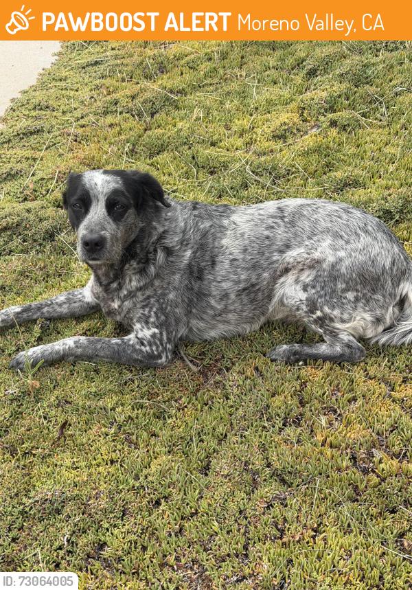 Found/Stray Female Dog last seen Heacock and jfk, Moreno Valley, CA 92553