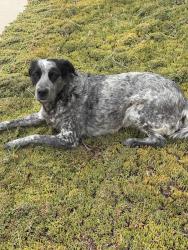 Found/Stray Female Dog last seen Heacock and jfk, Moreno Valley, CA 92553