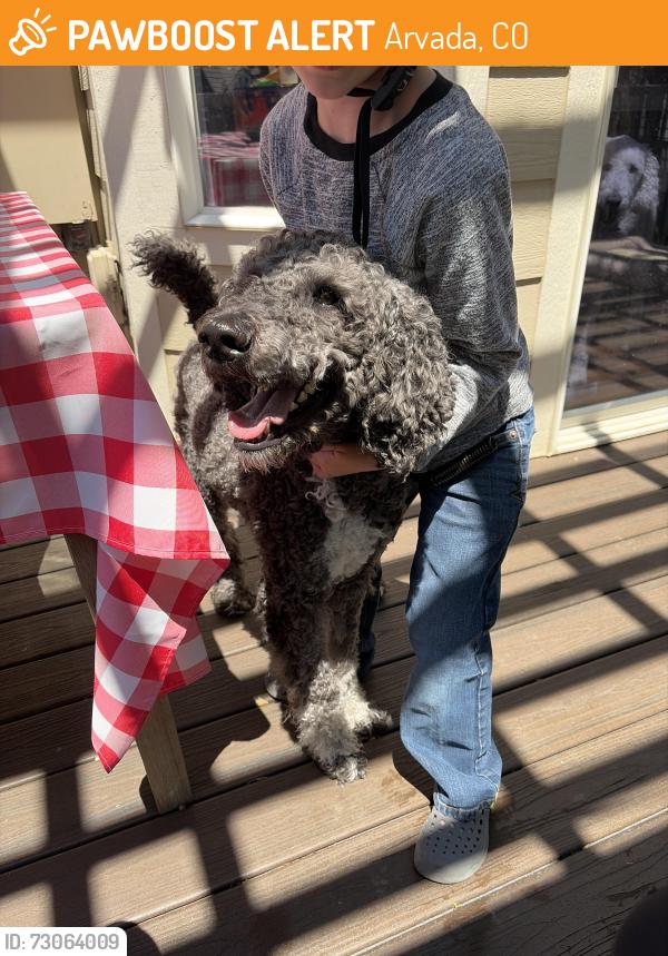 Found/Stray Male Dog last seen Coors Ct and Wyndham Park, Arvada, CO 80004