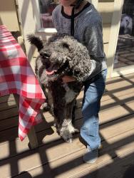 Found/Stray Male Dog last seen Coors Ct and Wyndham Park, Arvada, CO 80004