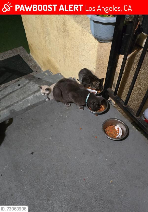 Lost Unknown Cat last seen Avalon and Manchester, Los Angeles, CA 90001