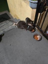 Lost Unknown Cat last seen Avalon and Manchester, Los Angeles, CA 90001