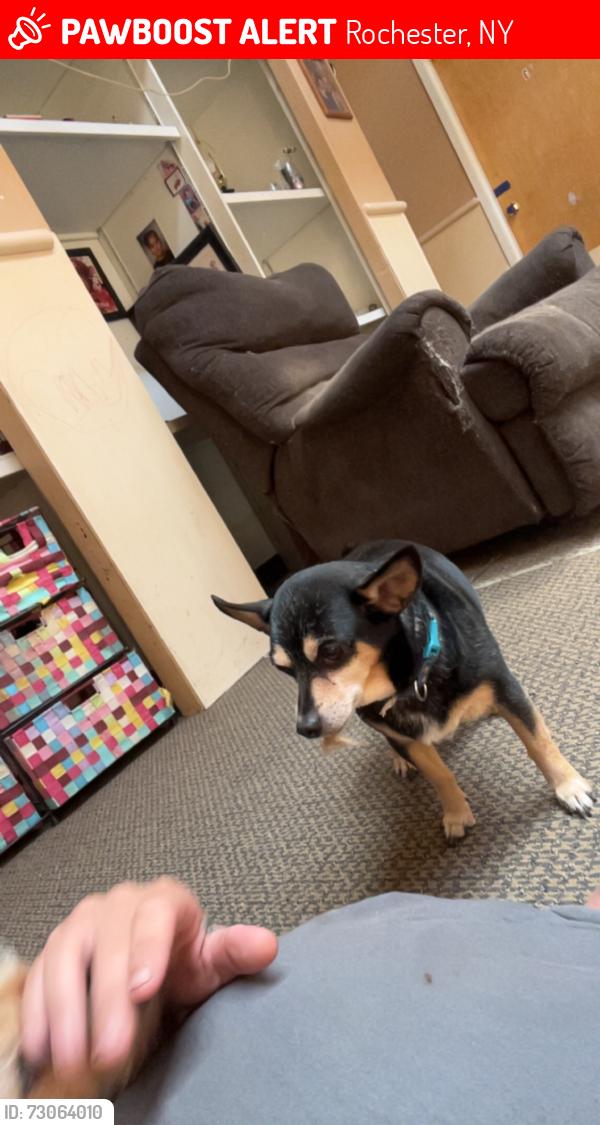 Lost Male Dog last seen Browncroft boulevard, Rochester, NY 14625