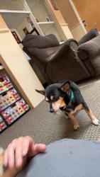Lost Male Dog last seen Browncroft boulevard, Rochester, NY 14625