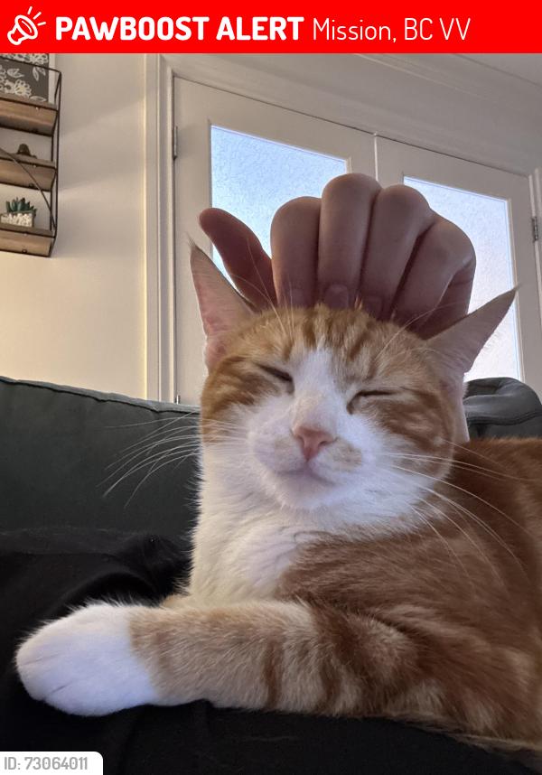 Lost Female Cat last seen Birch and alder , Mission, BC V2V