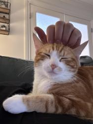 Lost Female Cat last seen Birch and alder , Mission, BC V2V