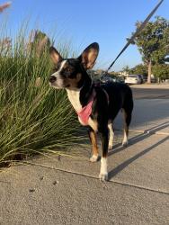 Found/Stray Female Dog last seen Intersection between 103rd St and S.Figueroa St, Los Angeles, CA 90044