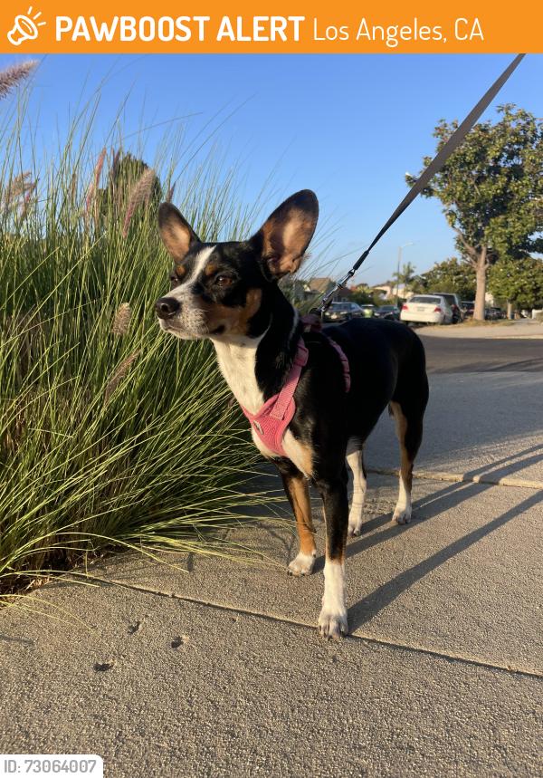 Found/Stray Female Dog last seen Intersection between 103rd St and S.Figueroa St, Los Angeles, CA 90044