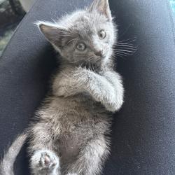 Shelter Stray Male Cat last seen off 880 near safeway, SAN LEANDRO, CA, 94577, 8323 Baldwin St, Oakland, CA 94621, USA