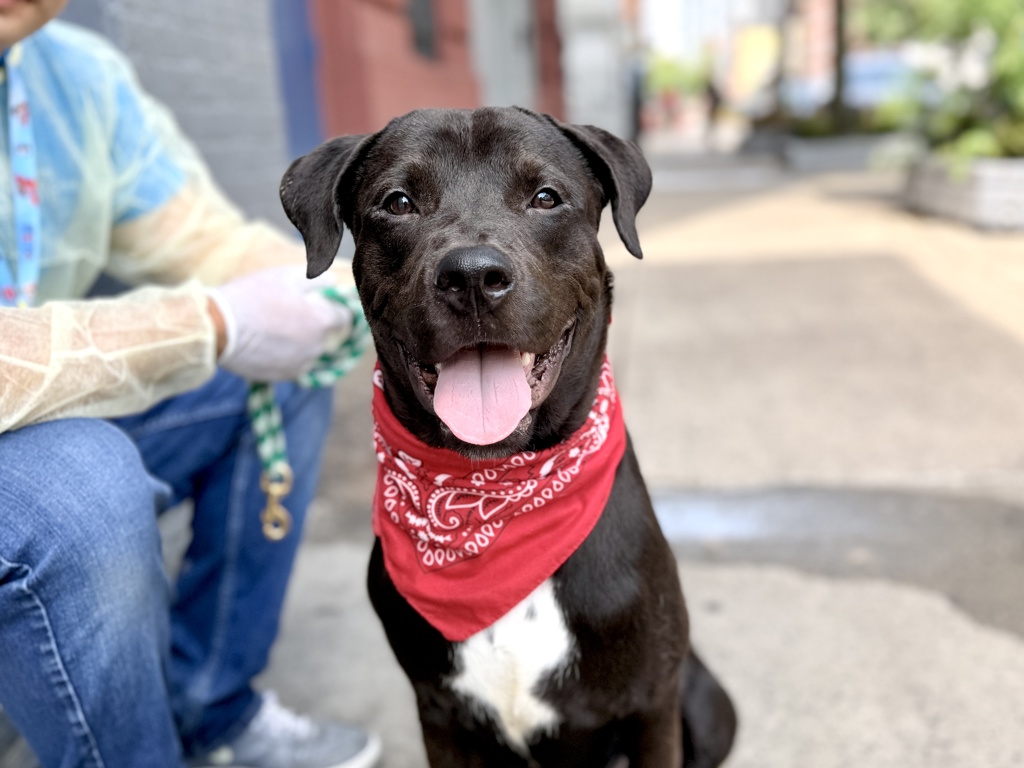 Shelter Stray Male Dog last seen Near Brooklyn Avenue, BROOKLYN, NY, 11210, 326 E 110th St, New York, NY 10029, USA