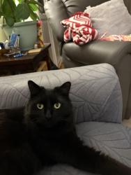 Lost Female Cat last seen Birchmount and Willowmount Drive, Toronto, ON M1L 1X9