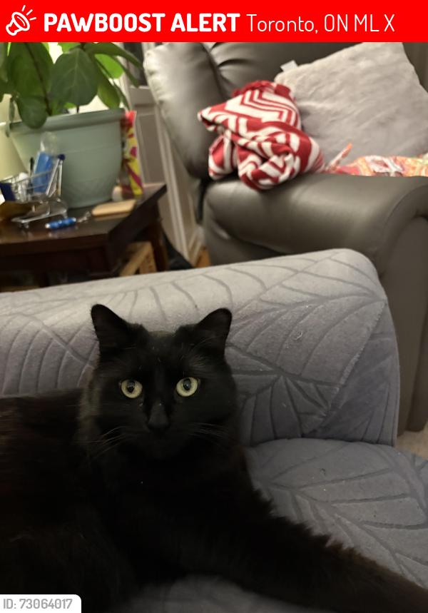 Lost Female Cat last seen Birchmount and Willowmount Drive, Toronto, ON M1L 1X9