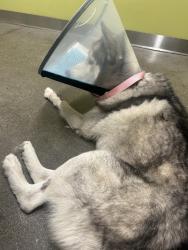 Reunited Male Dog last seen Plymouth/International Blvd, Oakland, CA 94621