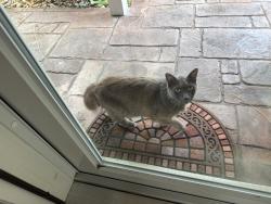 Found/Stray Female Cat last seen Griffen road, Dania Beach, FL 33312