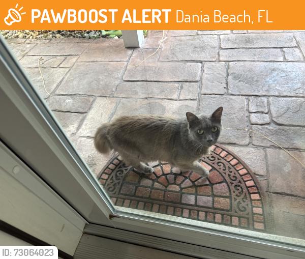 Found/Stray Female Cat last seen Griffen road, Dania Beach, FL 33312