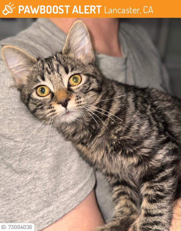 Found/Stray Female Cat last seen 20th West and lancaster blvd. Westwood park s, Lancaster, CA 93536