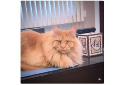 Lost Male Cat last seen Dalton Ave and Tyson Ave, Staten Island, NY 10306