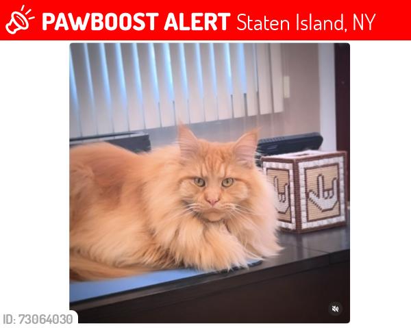 Lost Male Cat last seen Dalton Ave and Tyson Ave, Staten Island, NY 10306