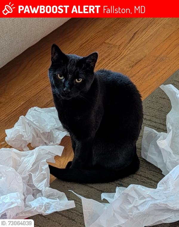Lost Female Cat last seen Arabian & Oakmont, Fallston, MD 21047