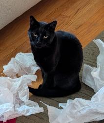 Lost Female Cat last seen Arabian & Oakmont, Fallston, MD 21047