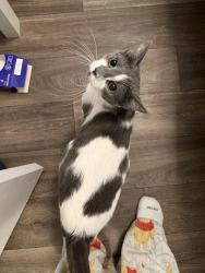Lost Female Cat last seen Varsity view apmts, Tyler, TX 75701