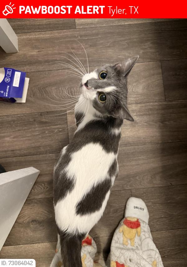 Lost Female Cat last seen Varsity view apmts, Tyler, TX 75701