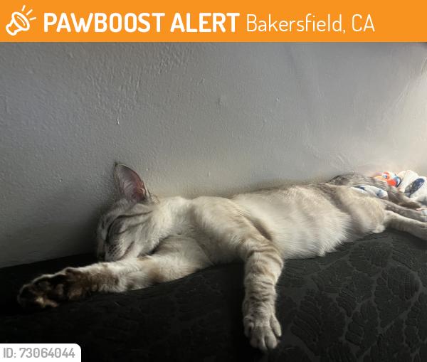 Found/Stray Female Cat last seen Bakersfield DMV, Bakersfield, CA 93301