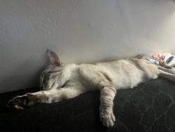 Found/Stray Female Cat last seen Bakersfield DMV, Bakersfield, CA 93301