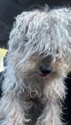 Lost Male Dog last seen West vine, Lancaster, PA 17603