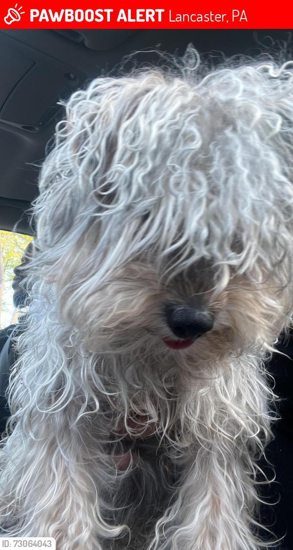 Lost Male Dog last seen West vine, Lancaster, PA 17603