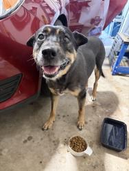 Found/Stray Female Dog last seen 119th and maple, Wichita, KS 67209