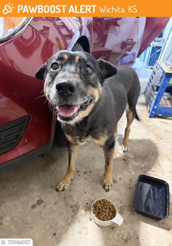 Found/Stray Female Dog last seen 119th and maple, Wichita, KS 67209