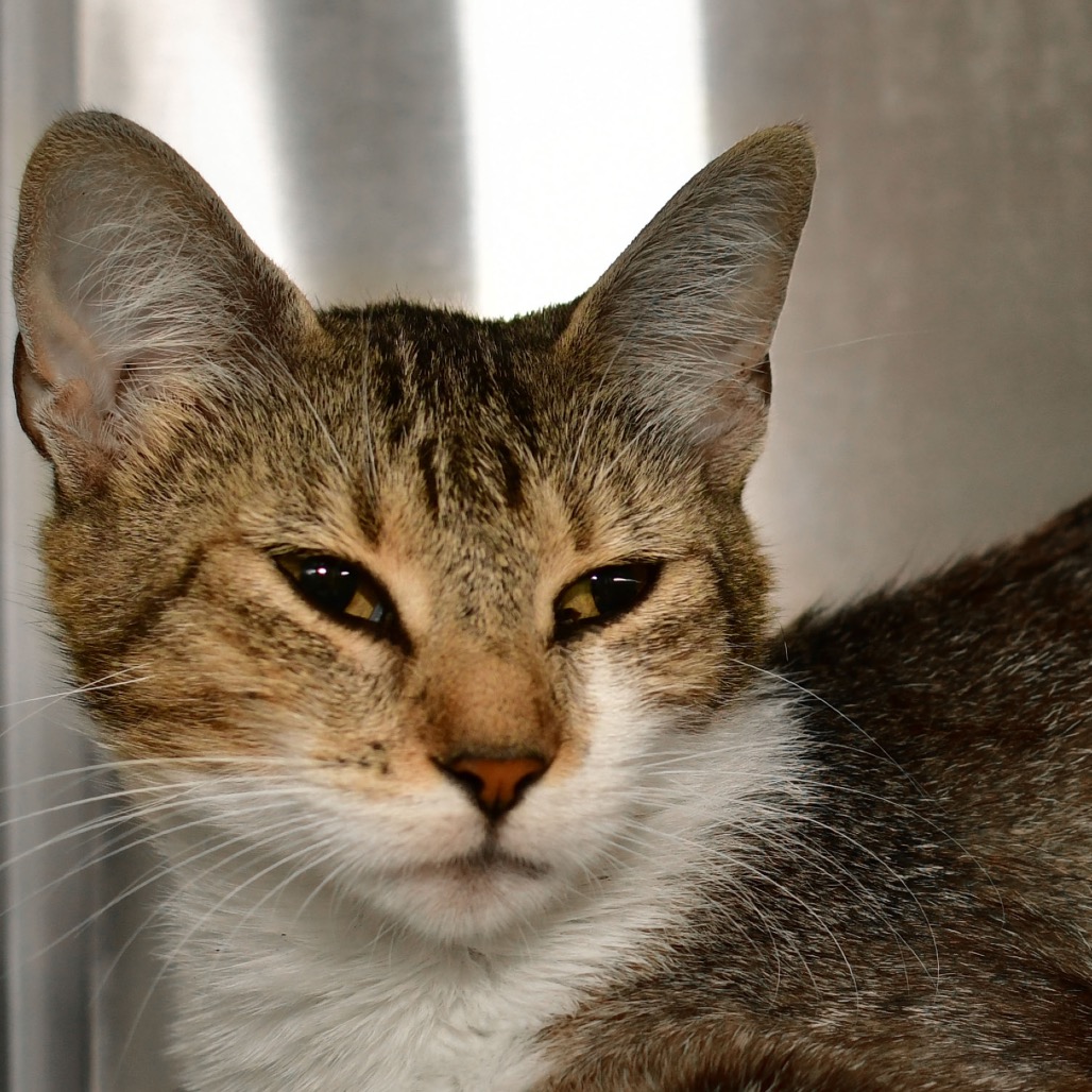 Shelter Stray Female Cat last seen , 3173 K-68 Hwy, Ottawa, KS 66067, USA