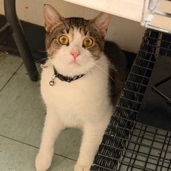 Shelter Stray Male Cat last seen , Animal Care & Control Team of Philly, 111 W Hunting Park Ave, Philadelphia, PA 19140, USA