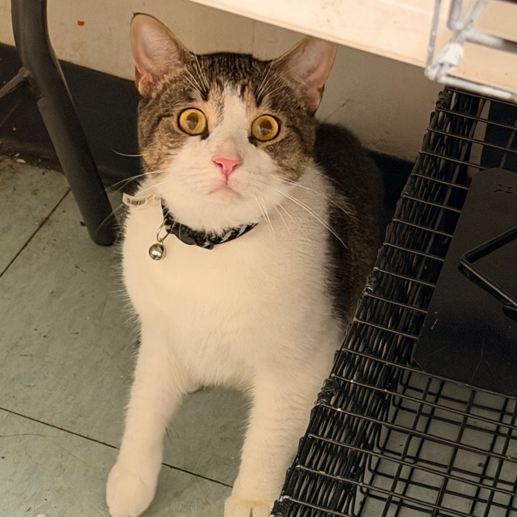 Shelter Stray Male Cat last seen , Animal Care & Control Team of Philly, 111 W Hunting Park Ave, Philadelphia, PA 19140, USA