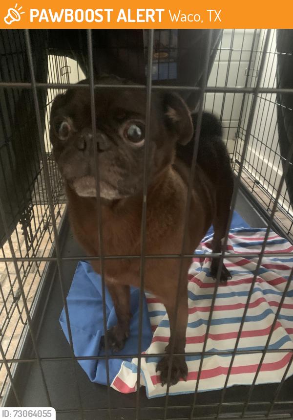 Found/Stray Male Dog last seen Masonic Temple, Waco, TX 76707