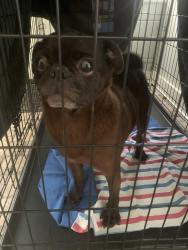 Found/Stray Male Dog last seen Masonic Temple, Waco, TX 76707